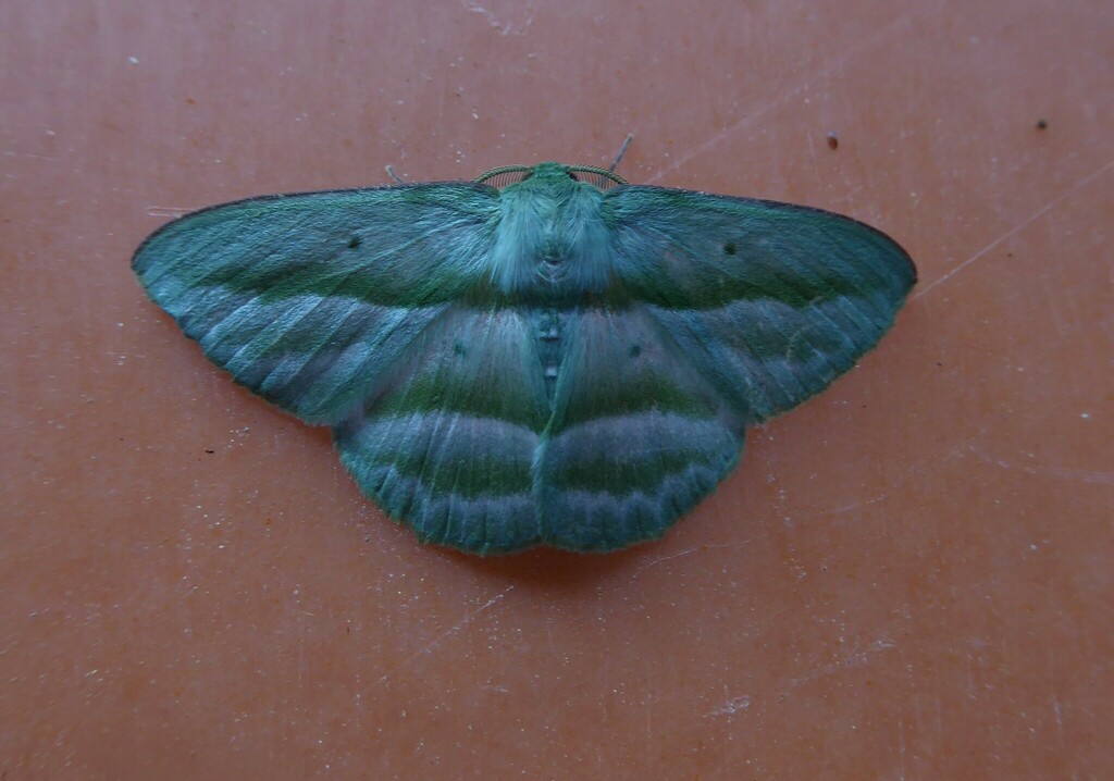 Dioscore thalassias (Dioscore thalassias)