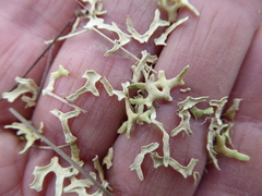 Xanthoparmelia semiviridis