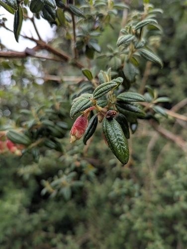 Image of Brachyotum ledifolium by (c) Benjamin Hidalgo, some rights reserved (CC BY)