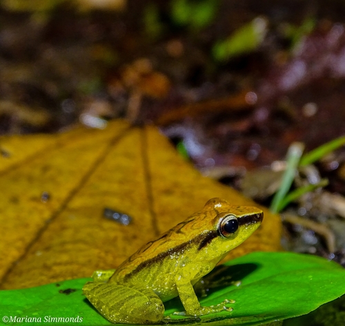 La Palma Robber Frog, Pristimantis caprifer