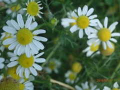 Matricaria