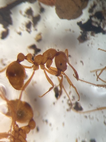 Solenopsis virulens