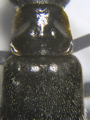 Rhagonycha hesperica