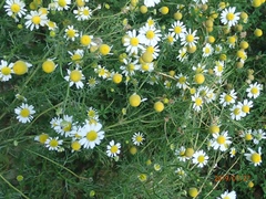 Matricaria