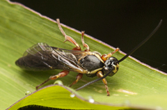 Metopiinae