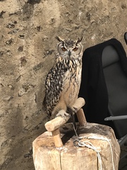Bubo