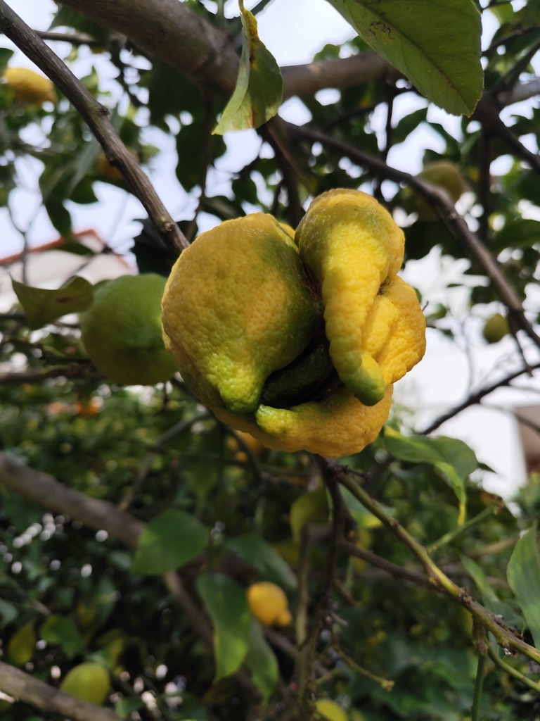 Citrus Bud Mite