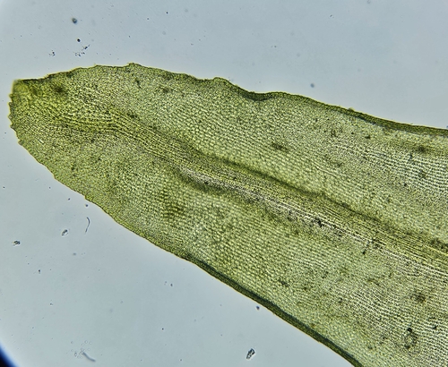 Image of Racomitrium aciculare by (c) Helen Waterman, some rights reserved (CC BY)