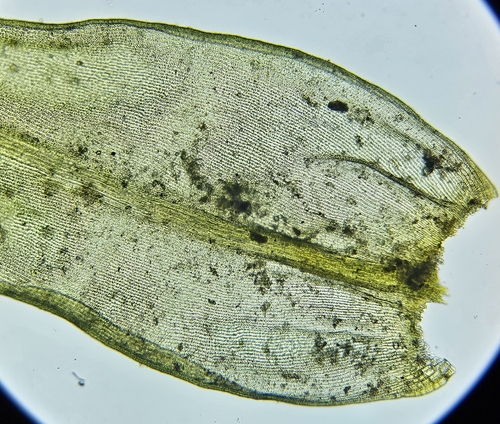 Image of Racomitrium aciculare by (c) Helen Waterman, some rights reserved (CC BY)