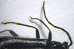 Rhagonycha hesperica