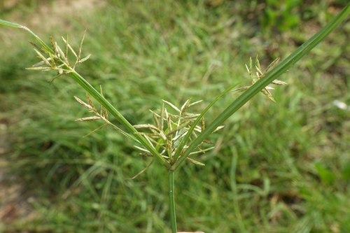 Foto de Tiririca