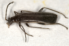 Rhagonycha hesperica