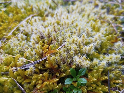 Image of Racomitrium canescens by (c) Michal Honskus, some rights reserved (CC BY)