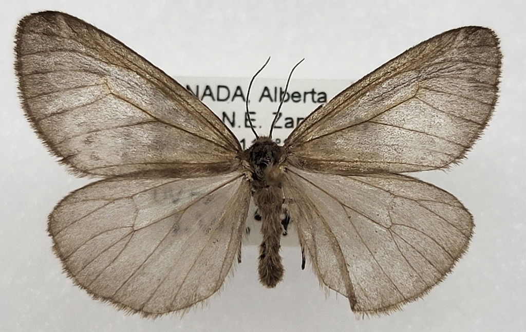 Alberta Tiger Moth