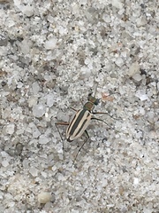 Hypaetha quadrilineata