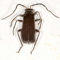 Rhagonycha hesperica