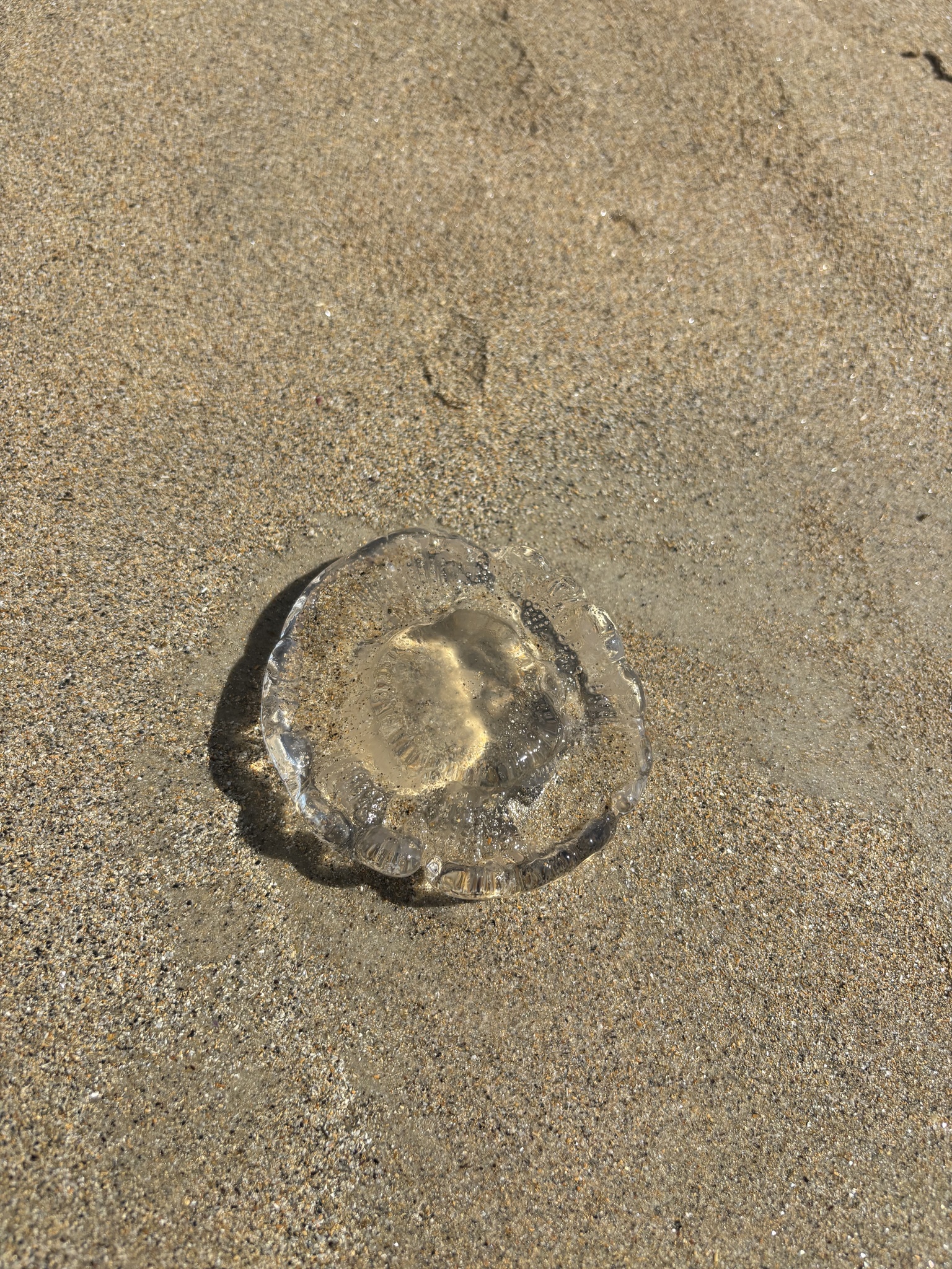 Rhacostoma atlanticum L.Agassiz, 1851