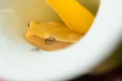 Hyperolius horstockii