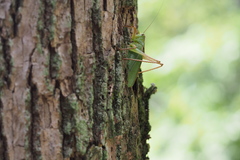 Tettigonia orientalis