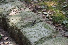 Plestiodon japonicus