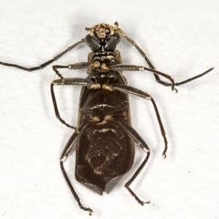 Rhagonycha hesperica