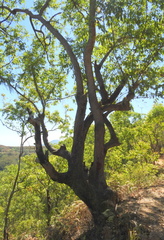 Eucalyptus urophylla