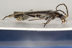 Rhagonycha hesperica