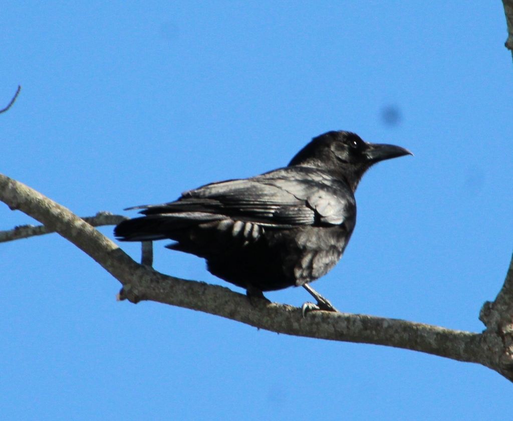 January Crow American Crow from Marmet, WV, USA on January 25, 2025 at 02:37 PM by ...