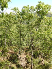 Eucalyptus urophylla