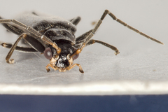 Rhagonycha hesperica