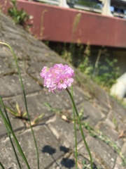 Armeria maritima elongata