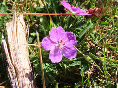 Erodium alpinum