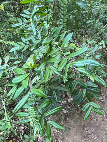 Foto de Cabeludinha