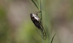 Diceroprocta olympusa