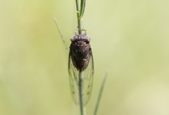 Diceroprocta olympusa