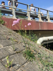 Armeria maritima elongata