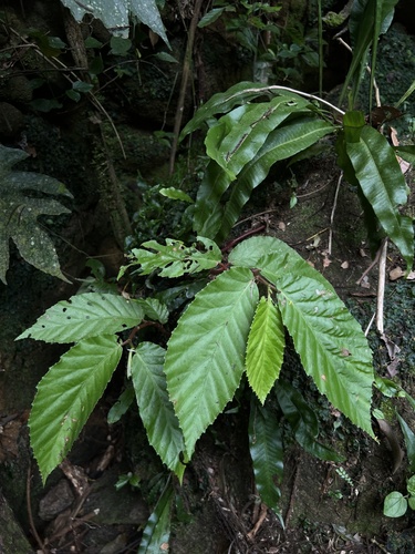 Begonia arborescens, 2025-01-25