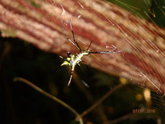 Micrathena schreibersi