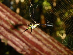 Micrathena schreibersi