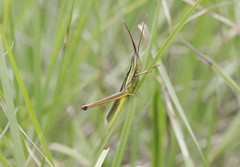 Mermiria intertexta