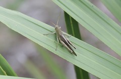 Schistocerca rubiginosa