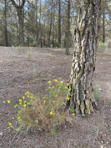 Avistamiento Ulex parviflorus