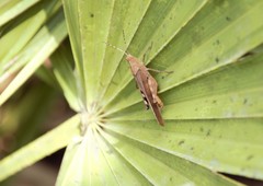 Spharagemon crepitans