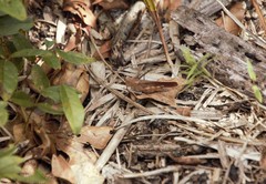 Spharagemon crepitans