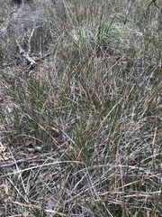 Machaerina rubiginosa