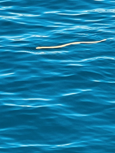 Yellow-bellied Sea Snake