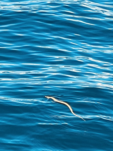 Yellow-bellied Sea Snake