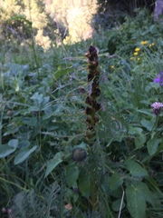 Pedicularis ascendens