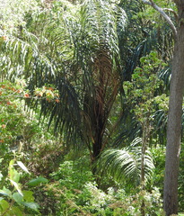 Arenga pinnata