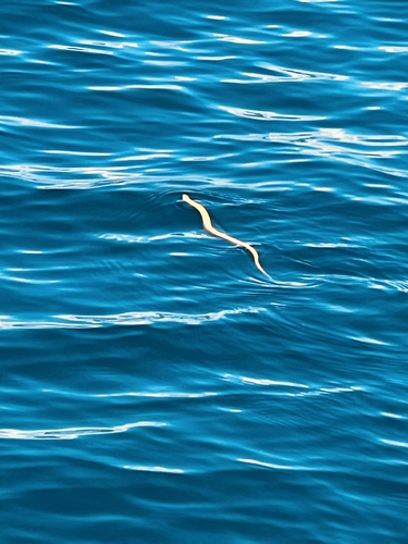 Yellow-bellied Sea Snake